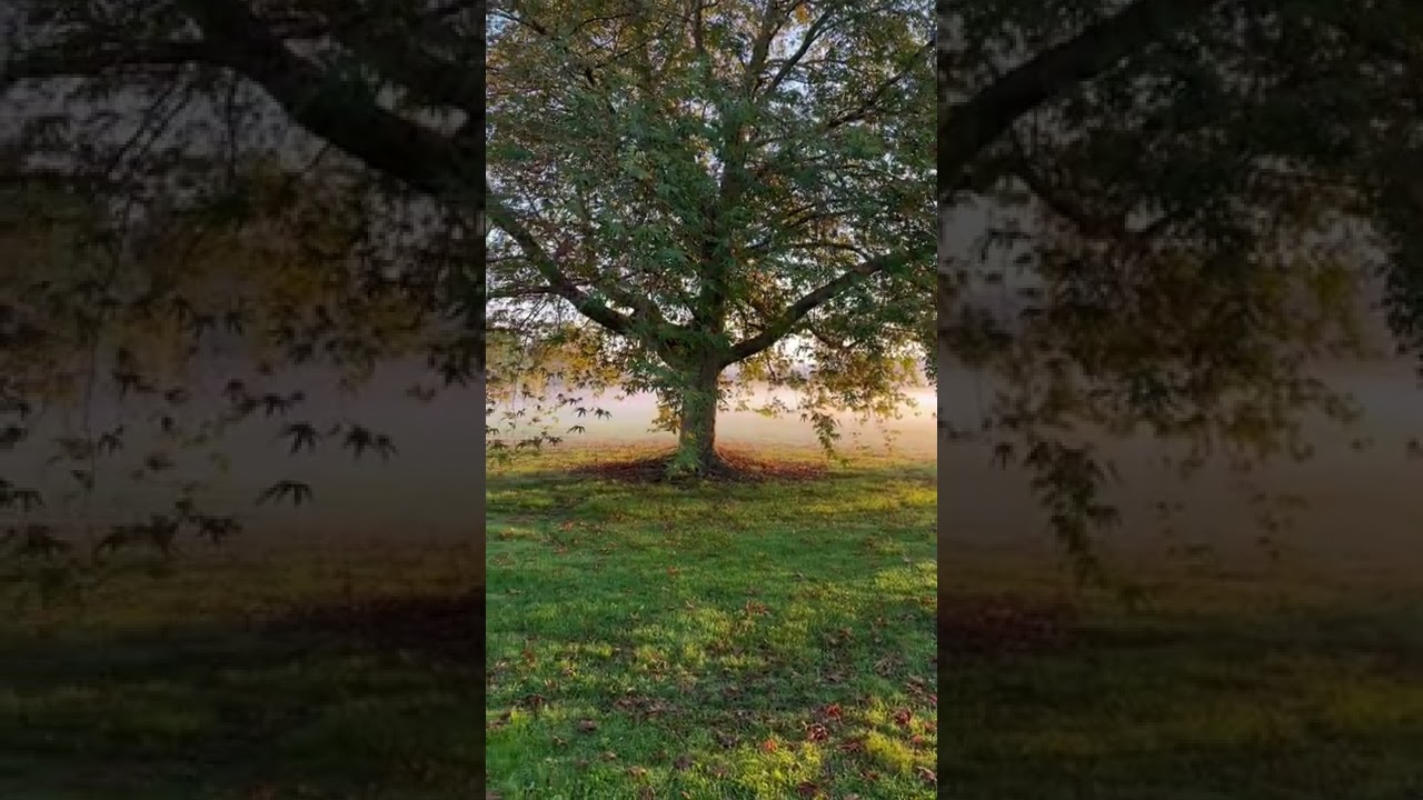 Autumn 🍂 morning in Gisborne New Zealand 🇳🇿 2022