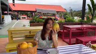 黄金果 Buah Abiu from Desaru Fruit Farm