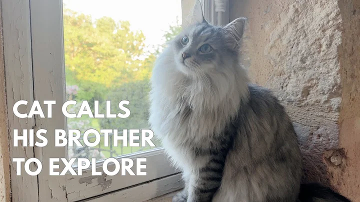 Video 11224551: siberian forest cat, beautiful forest cat