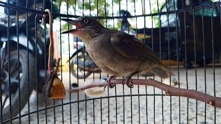 Suara asli SELULUK atau MERBAH BELUKAR GACOR