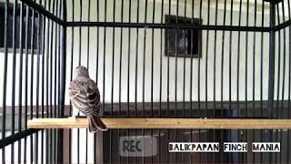 Download Lagu Sanger lagu original MP3 Download Lagu Sanger lagu original MP3