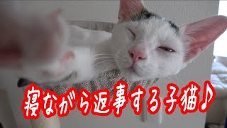 寝ながら返事をする子猫チロちゃん kitten replying while sleeping