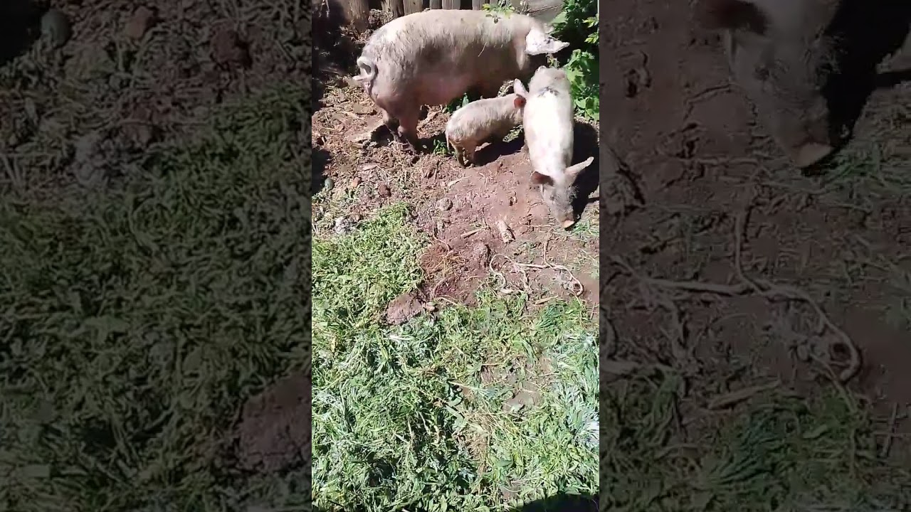 свиньи на воле. 