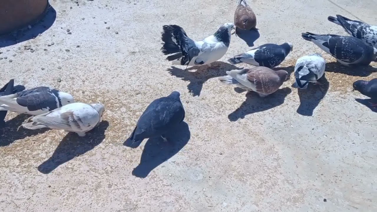 دوار تزفريت اقليم الحوز نواحي امزميز🇲🇦 VILLAGE TIZFRIT 2022🇲🇦🌹🇲🇦