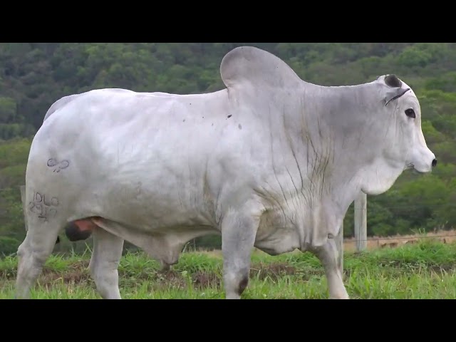 Lote 21 - MDLO 2917 -  Leilão Fazenda Modelo