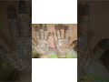beautiful front hand mendi ✨🍃dulhe ko mendi lagane sikhe ✨#shortsvideo #bridalmehndi #mandhi