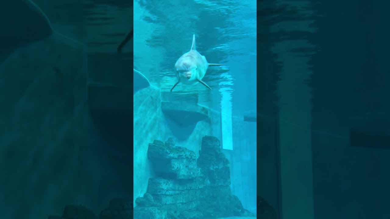 I think this is Pj the dolphin 🐬