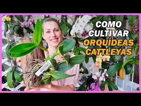 Vídeo: Informações Sobre a Orquídea Cattleya - Como Cultivar Orquídeas Cattleya