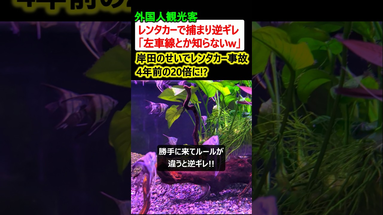 外国人観光客、レンタカーで捕まって逆ギレw →岸田のせいでレンタカー事故が20倍に