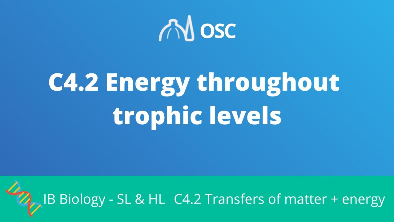 C4.2 Energy Flow Through Trophic Levels [IB Biology SL/HL]