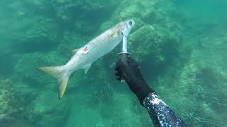 Test Salvimar Ares 95 Best Of Spearfishing