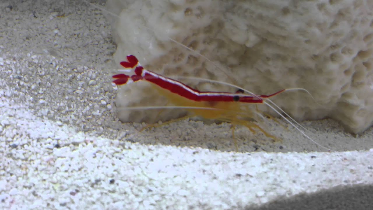 Skunk cleaner shrimp eating YouTube