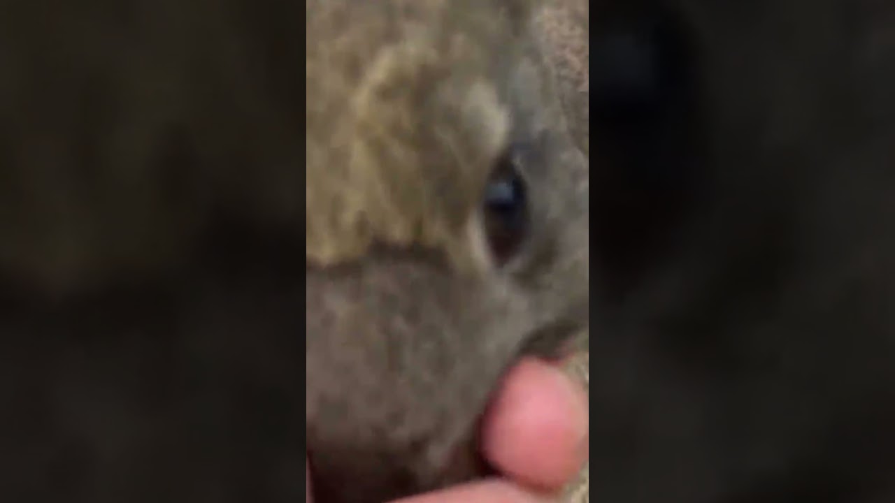 REJECTED BY A BUNNY????