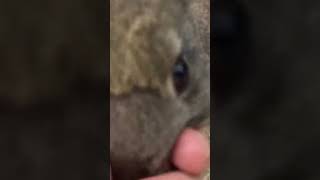 Rejected By A Bunny????