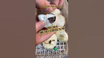 Day 58 and they started to pip! #molinarosnakelab #babysnakes #shorts #pythonbreeding #snakeeggs