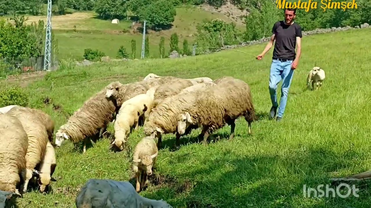 Doğal yaşamdan bir kare  Koyun yıkama #köy #köyhayatı #reşadiye #doğalyaşam #koyunçiftliği #tokat 