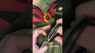 A Willing Participant In The Demonstration Is Always Appreciated