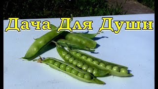 Сеем ГОРОШЕК на второй урожай 🌱🌱🌱