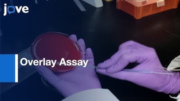 Overlay Assay for Measuring Bacterial Production and Pneumocins effect | Protocol Preview