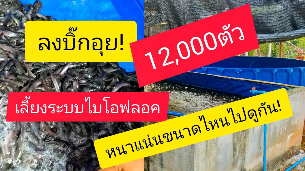 การเลี้ยงปลาระบบไบโอฟลอค EP.10 ลงบิ๊กอุย 12,000ตัว เลี้ยงแบบหนาแน่น #bioflocfarm
