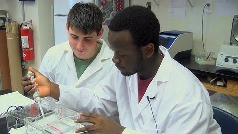 New York Stories: Restriction Enzyme Analysis