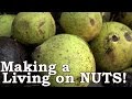 Busting NUTS (Everything you need to know)! | Black Walnuts as Wild EDIBLE Survival Food!