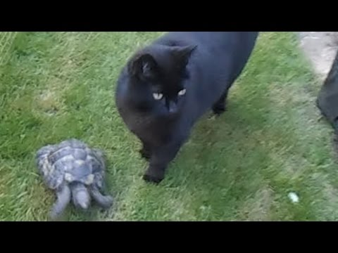 wow-you-know-you-have-been-missed,-when-your-tortoise-and-cat-races-to-say-hello-x.