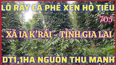 BÁN RẪY CÀ PHÊ XEN HỒ TIÊU DT 1,1HA NGUỒN THU MẠNH GIÁ 2,2TỶ/LÔ XÃ IA K