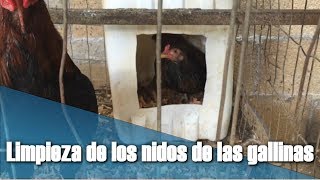 Como limpiar y preparar los nidos de las gallinas