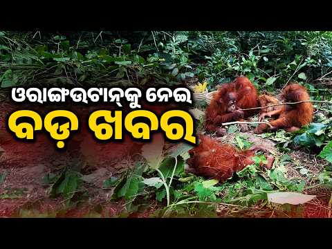 Orangutan Smuggling: STF Raids Digha Hotel & Howrah House | Black Thar Link | Argus News
