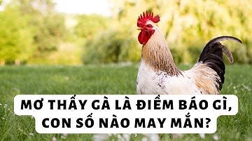 Mơ thấy gà là điềm báo gì, con số nào may mắn?
