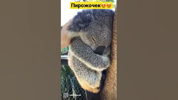 Как можно не посмотреть на эту замечательную коалу