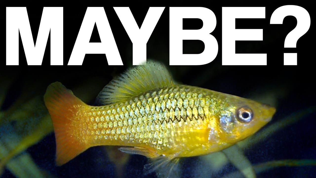 Don't Add These Fish To Your Goldfish Tank! (Tierlist)