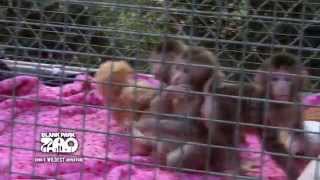 Japanese Macaques Turn One Month Old