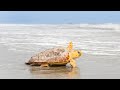 Rescue rehabilitate and release cold stunned sea turtles with georgia aquarium