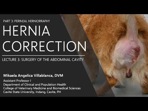 Βίντεο: Οβελιαία Hernia σε σκύλους - Dog Hernia
