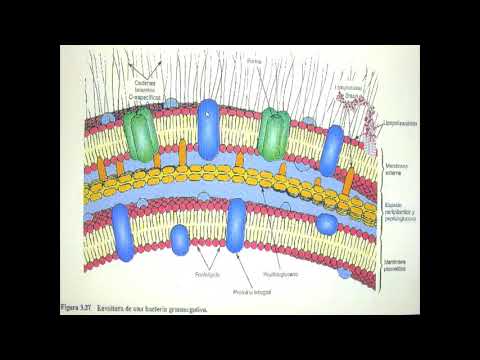 Video: Propiedades Antibacterianas Que Se Encuentran En Algunas Proteínas De Hongos »Wiki Ùtil Hongos Antibacterianos