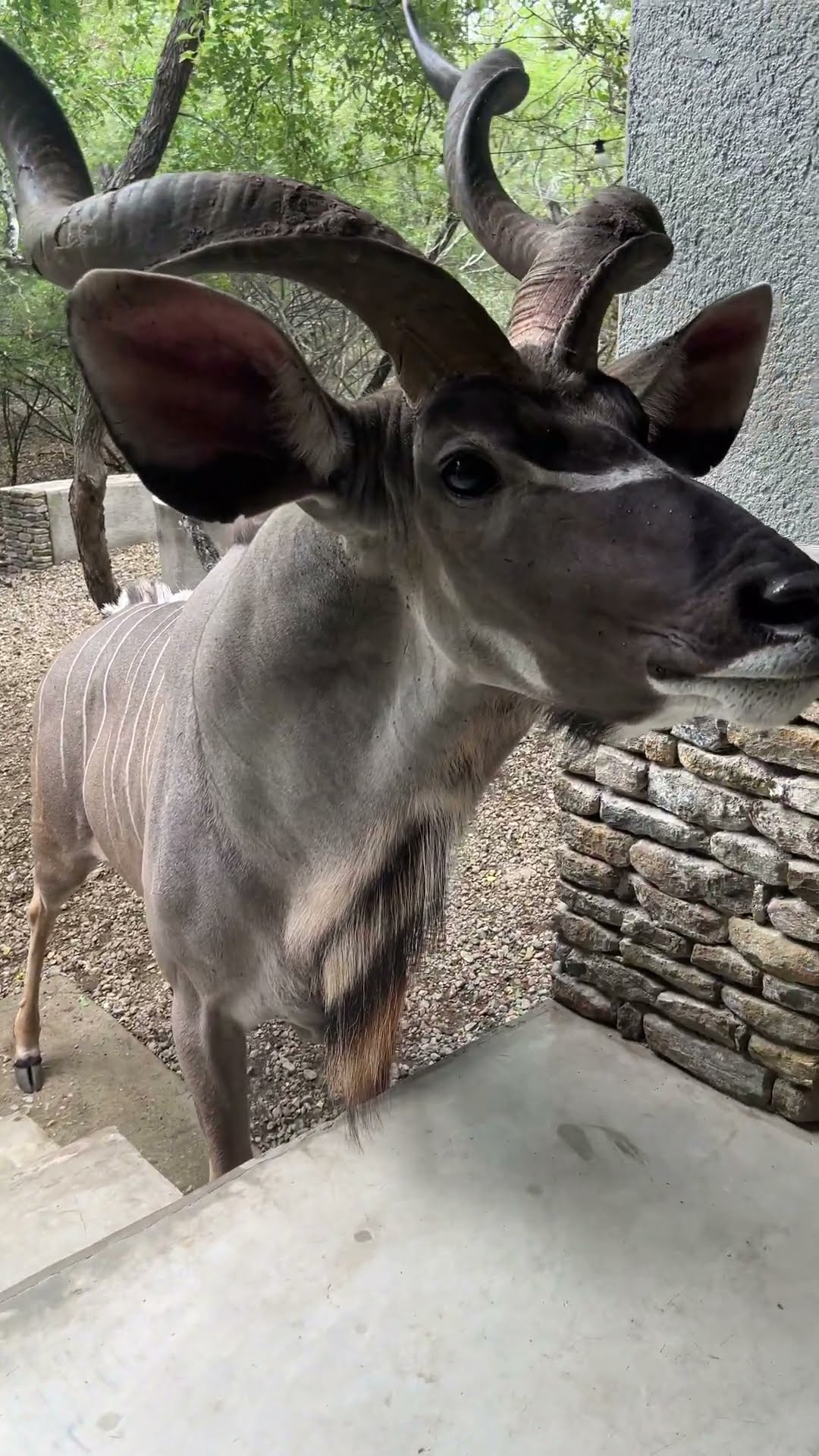Kudu Bull Checks on the Neighbors || ViralHog