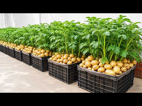 3 Crops, One Rooftop Potatoes, Strawberries & Tomatoes