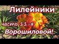 Лилейники Ворошиловой А.Б. Часть 11 / Сад Ворошиловой