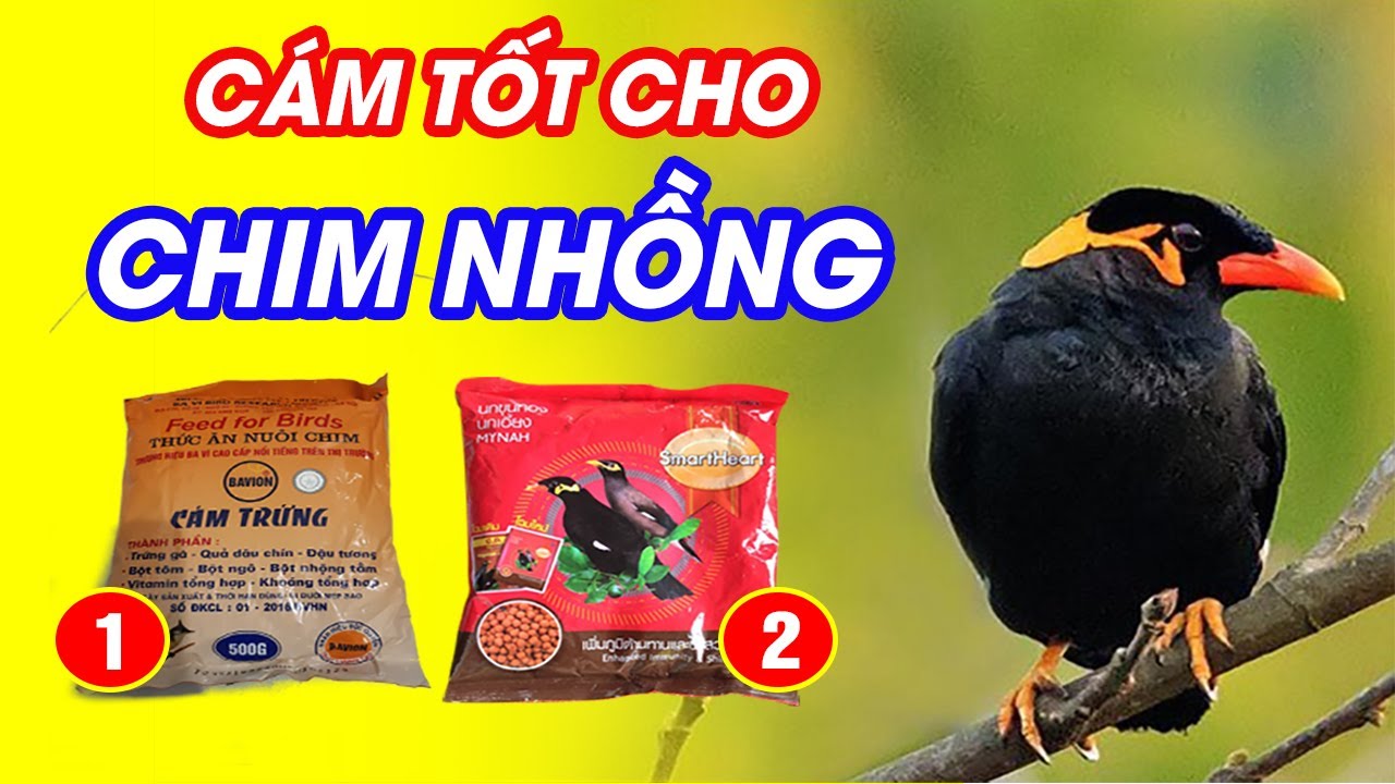 THỨC ĂN CHO CHIM NHỒNG(YỂNG) - CÁM BA VÌ & CÁM ỚT | NHÀ NÔNG PHÚ NGUYỄN | FAMER HOUSE
