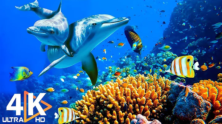 THE DEEP OCEAN | 4K TV ULTRA HD / Full Documentary - Beautiful Coral Reef Fish Video - Stress Relief thumbnail