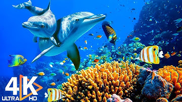 THE DEEP OCEAN | 4K TV ULTRA HD / Full Documentary - Beautiful Coral Reef Fish Video - Stress Relief