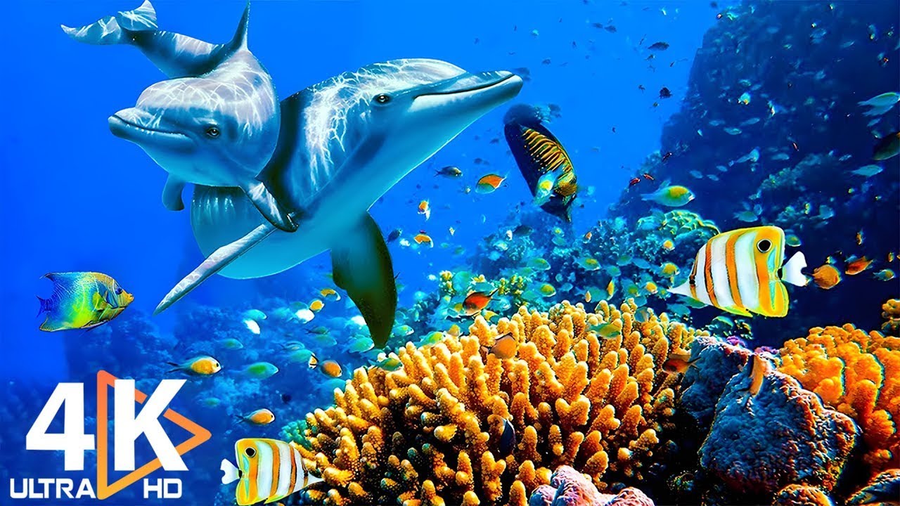 Watch THE DEEP OCEAN | 4K TV ULTRA HD / Full Documentary - Beautiful Coral Reef Fish Video - Stress Relief on YouTube