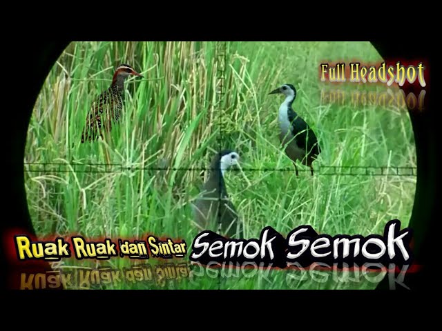 Berburu burung Ruak ruak dan sintar!!!Burung terkuat di bumi kata nya 😀 class=