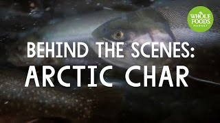 Behind The Scenes Arctic Char Stories From The Field Whole Foods Market