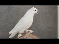 Ленинаканские голуби в Иваново +79085622004
