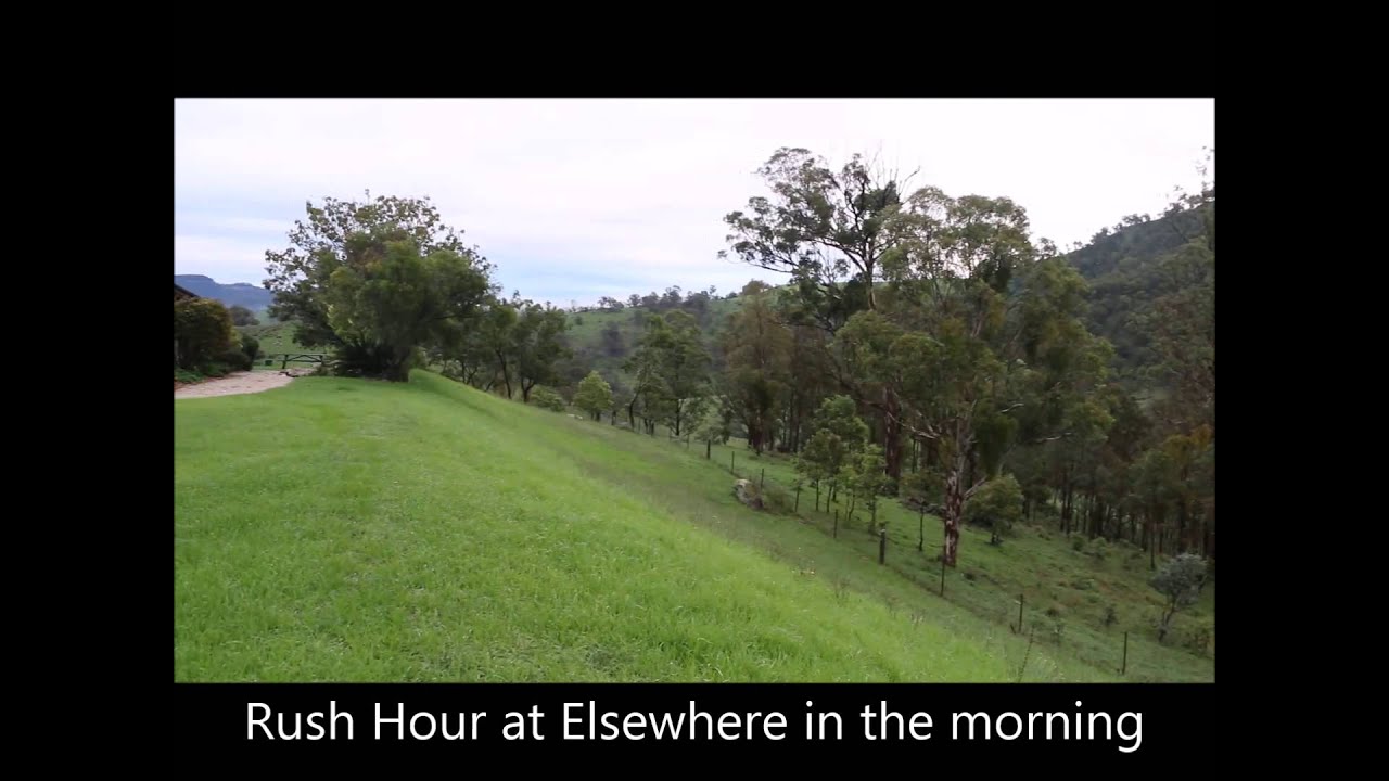 Rush hour at Elsewhere Retreat in the Megalong Valley