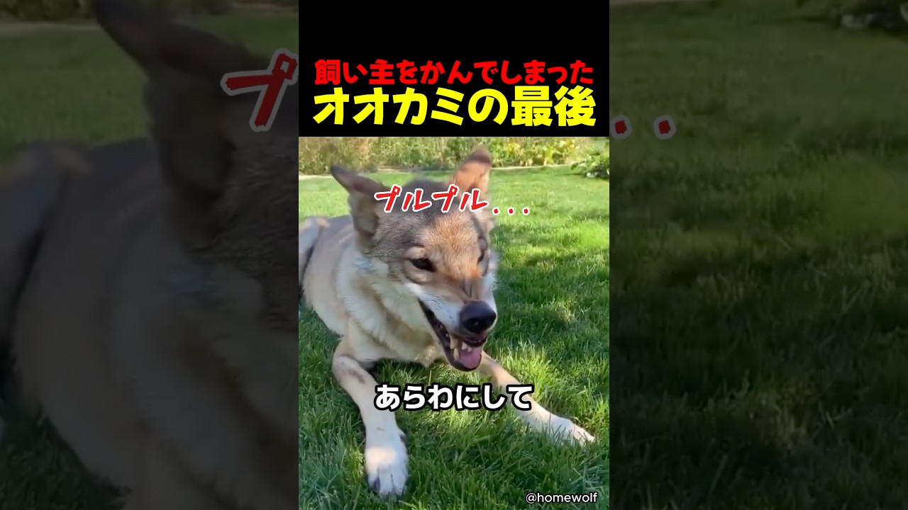 オオカミの最後