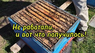 До середины апреля на пасеке почти не работали